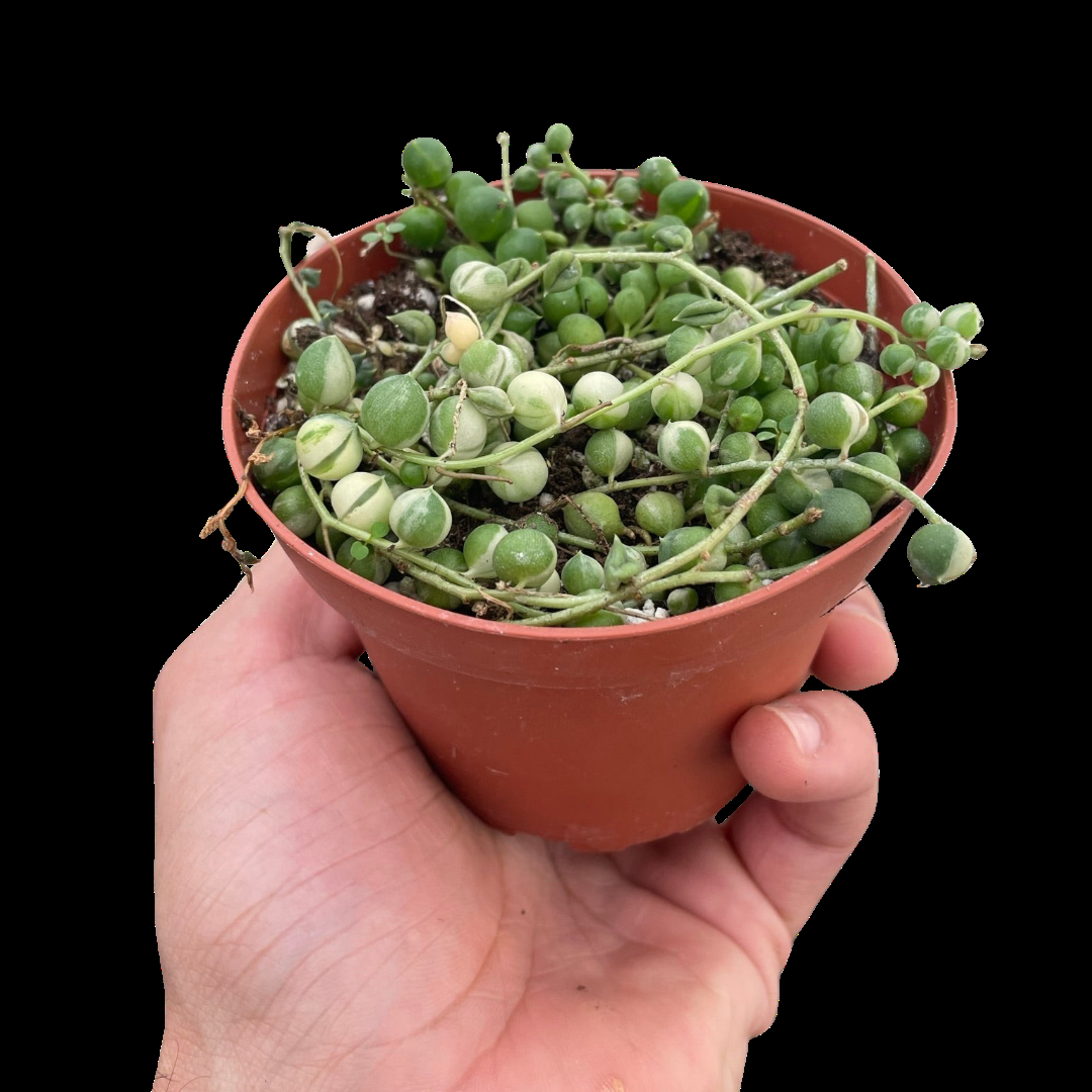 Succulent String Of Pearls - View 18 from www redcrocus com