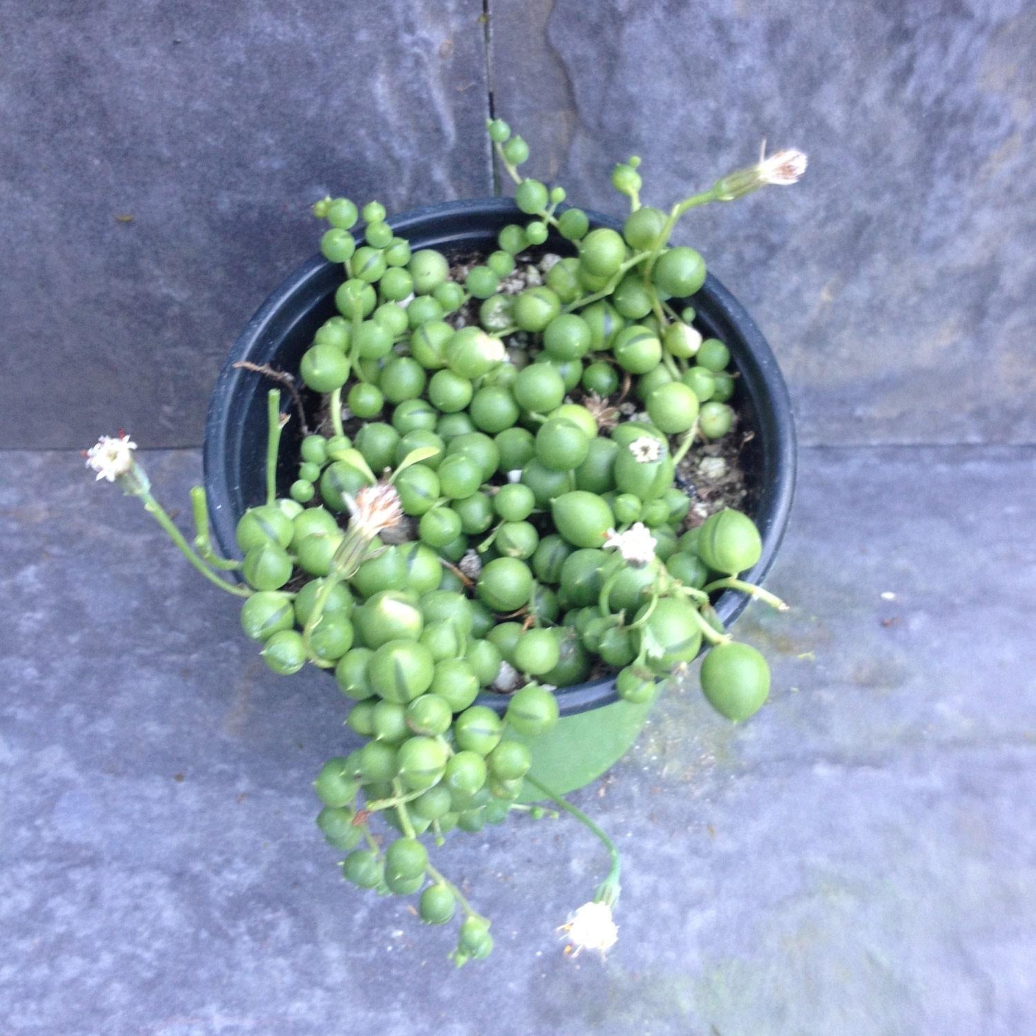 Succulent String Of Pearls - View 19 from www redcrocus com