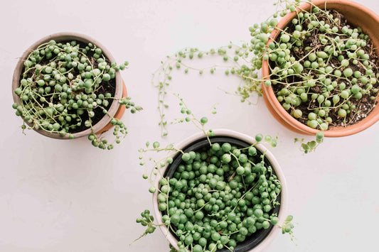 Succulent String Of Pearls - View 1 from www redcrocus com