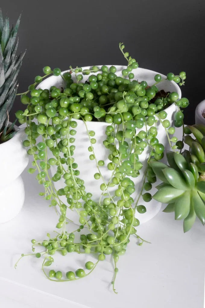 Succulent String Of Pearls - View 20 from www redcrocus com