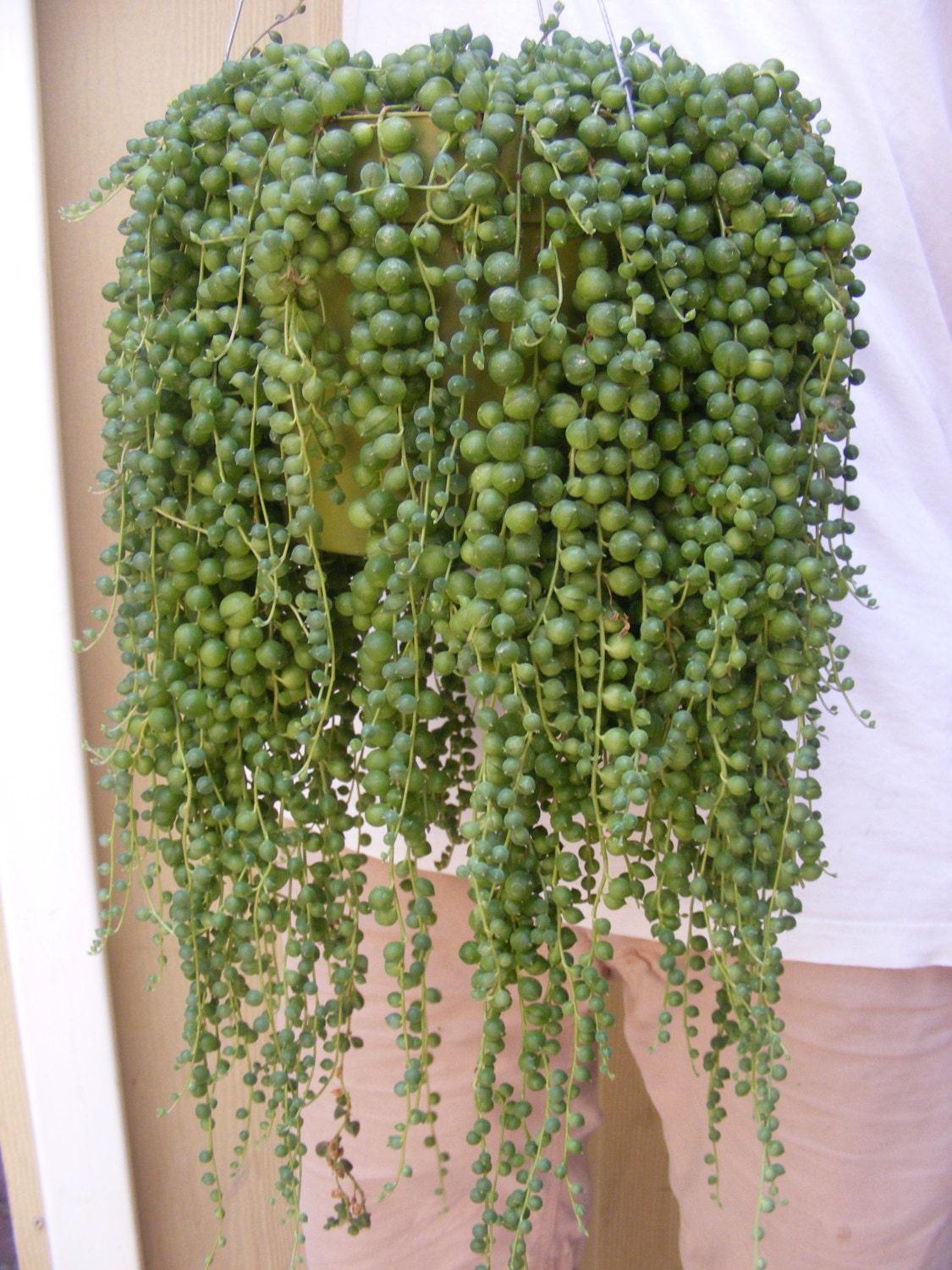 Succulent String Of Pearls - View 2 from www redcrocus com