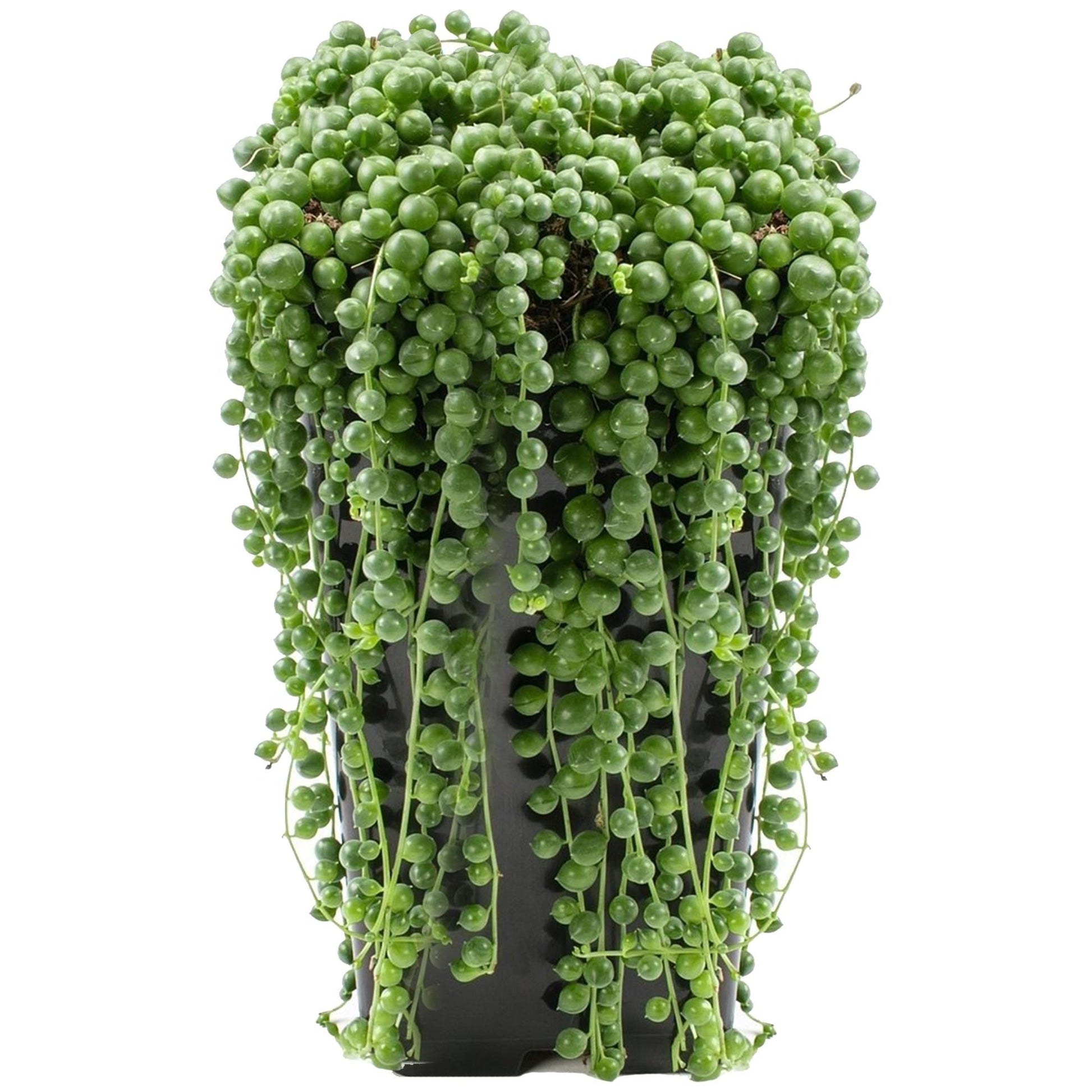 Succulent String Of Pearls - View 3 from www redcrocus com