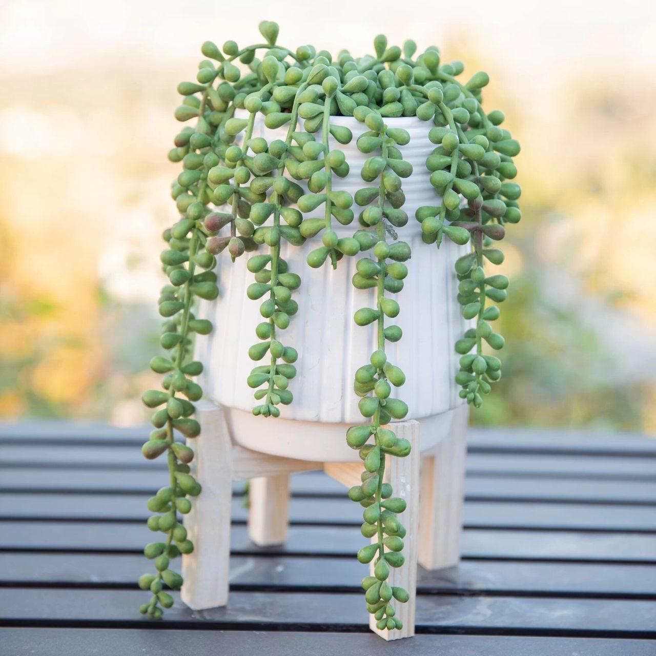 Succulent String Of Pearls - View 5 from www redcrocus com