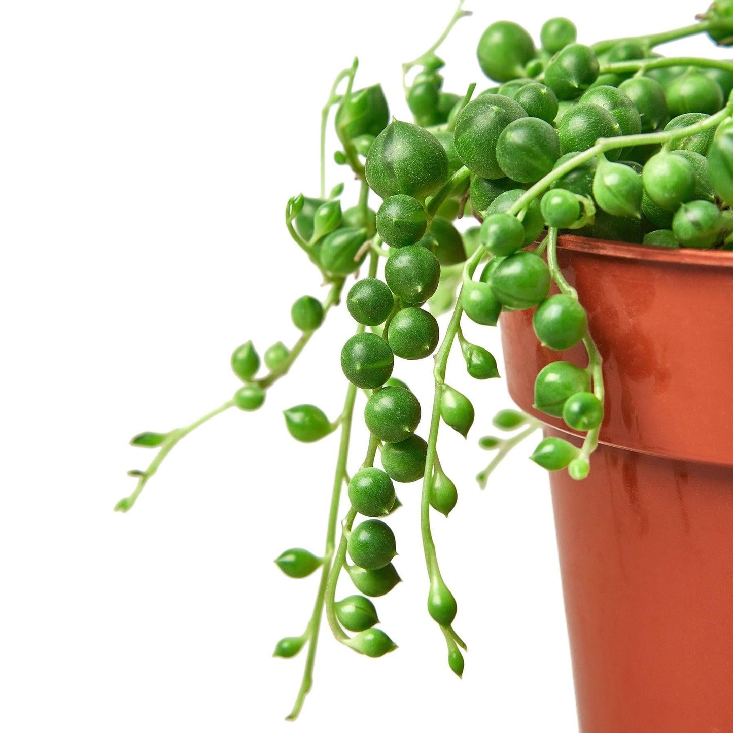 Succulent String Of Pearls - View 7 from www redcrocus com