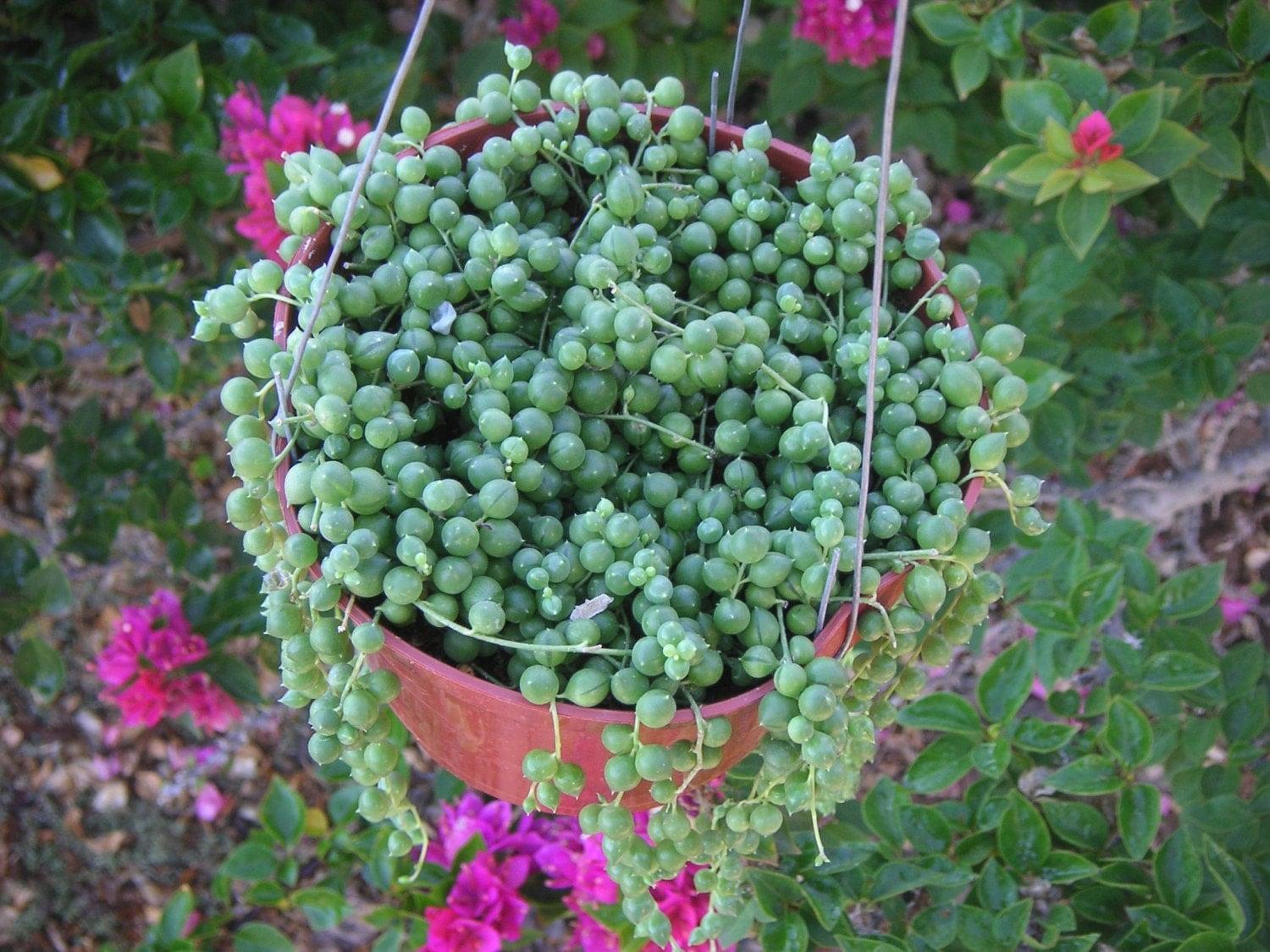 Succulent String Of Pearls - View 8 from www redcrocus com