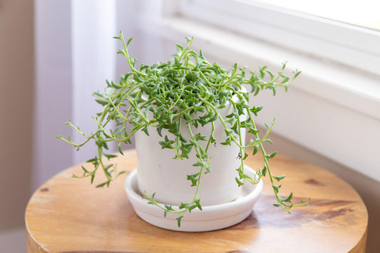 Succulent String Of Dolphins - View 10 from www redcrocus com