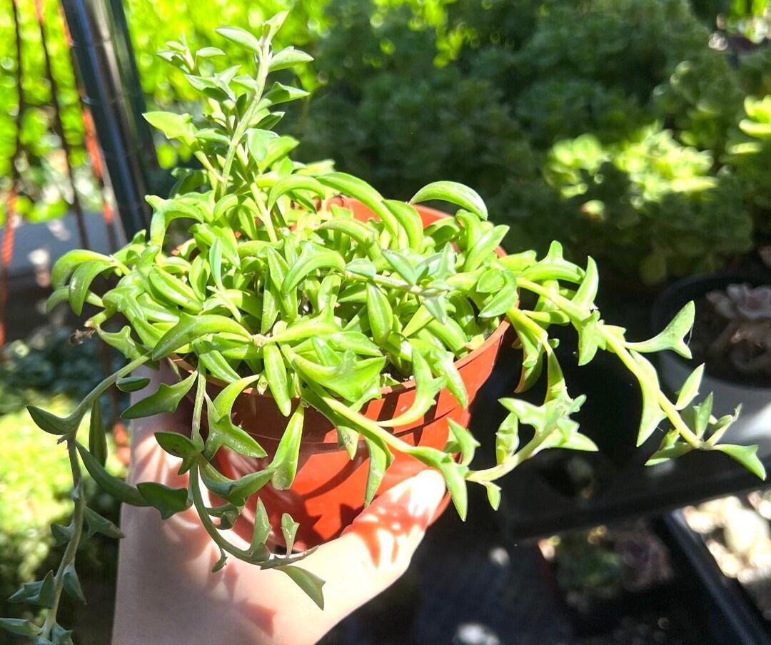 Succulent String Of Dolphins - View 11 from www redcrocus com