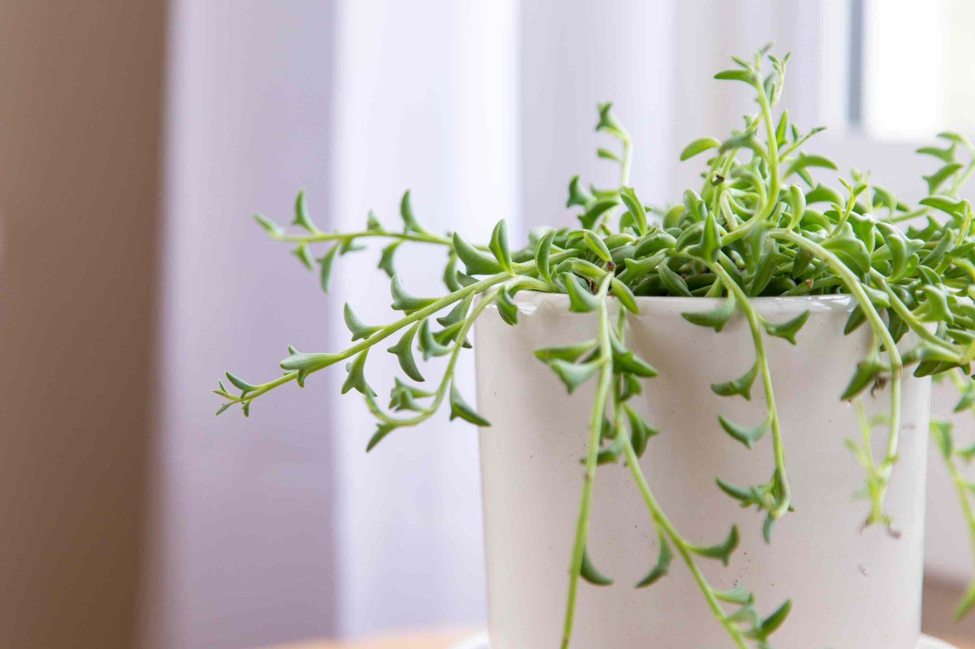 Succulent String Of Dolphins - View 14 from www redcrocus com
