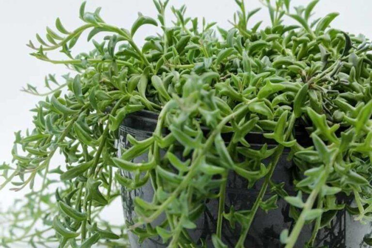 Succulent String Of Dolphins - View 15 from www redcrocus com