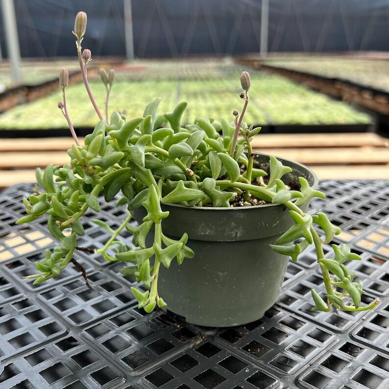 Succulent String Of Dolphins - View 17 from www redcrocus com