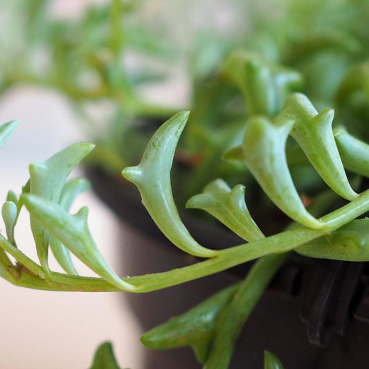 Succulent String Of Dolphins - View 1 from www redcrocus com