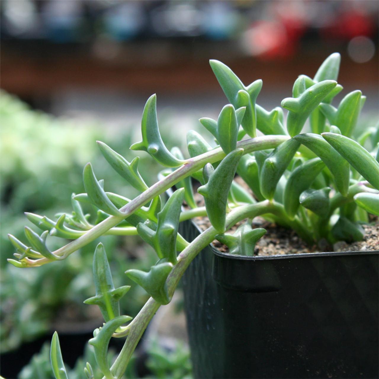 Succulent String Of Dolphins - View 3 from www redcrocus com