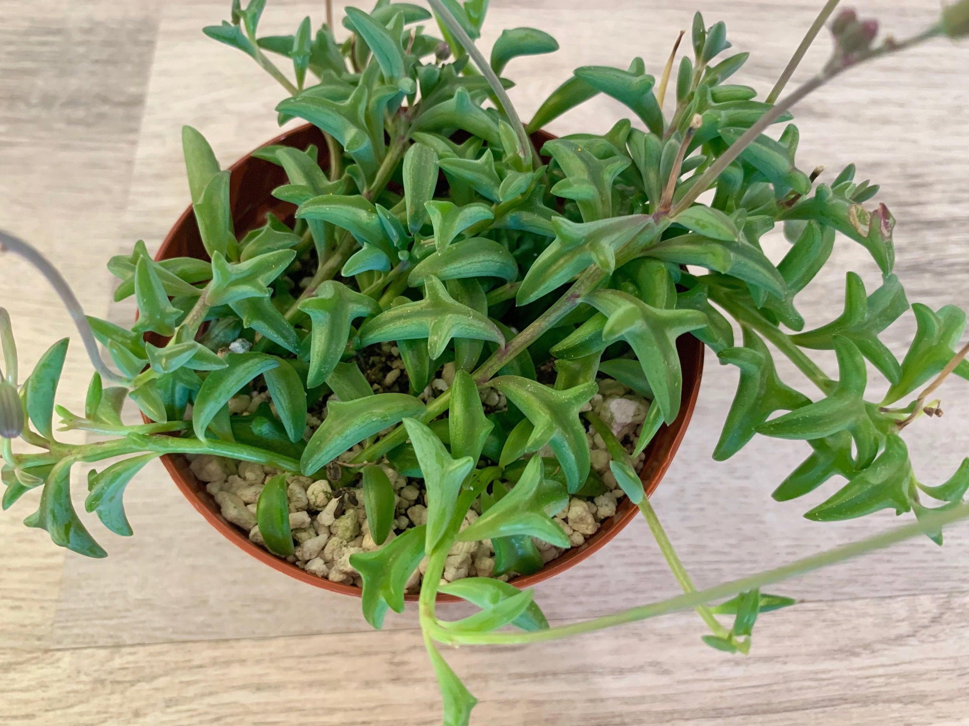Succulent String Of Dolphins - View 4 from www redcrocus com