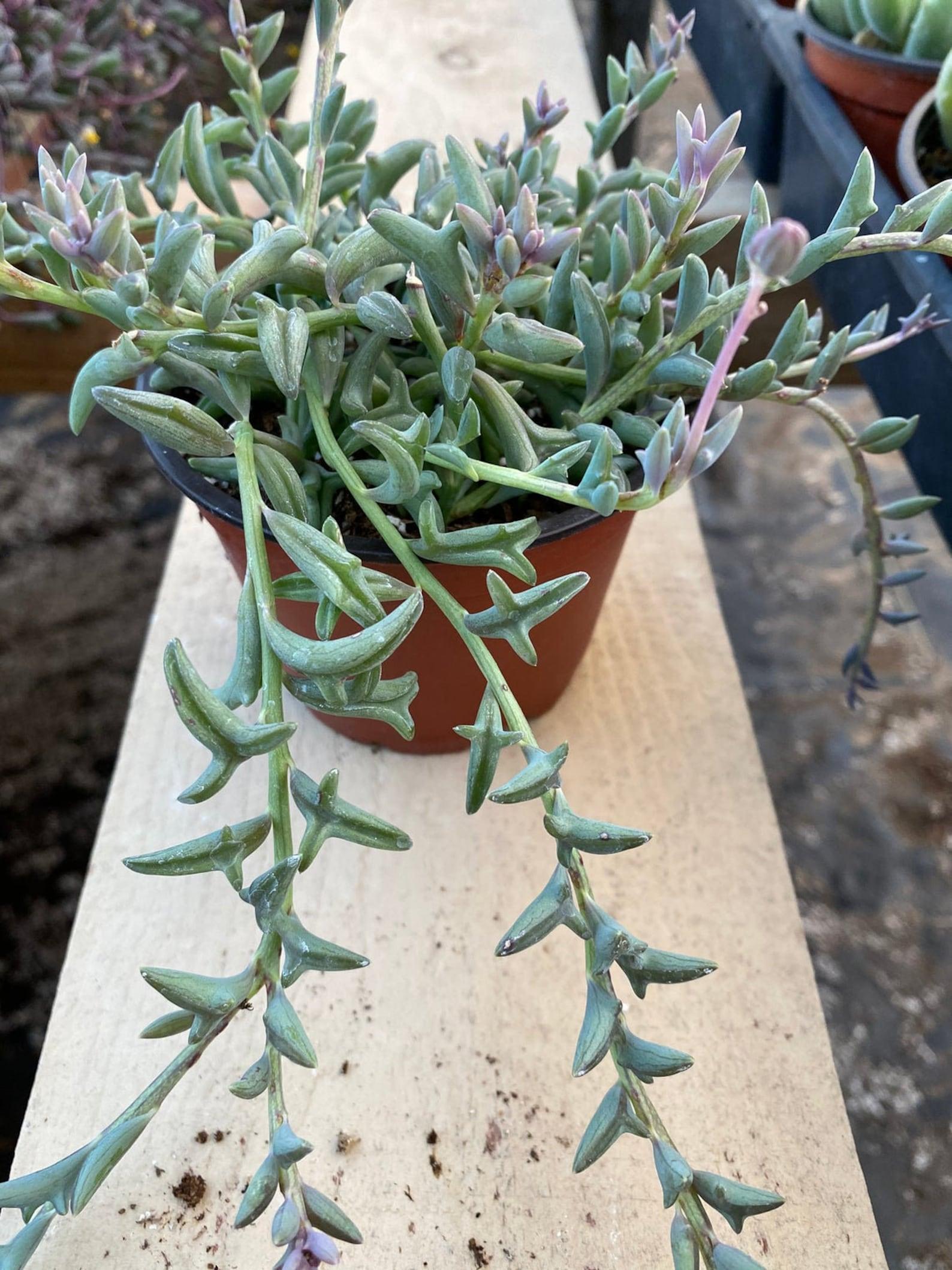 Succulent String Of Dolphins - View 5 from www redcrocus com