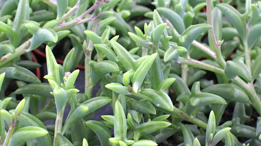 Succulent String Of Dolphins - View 6 from www redcrocus com
