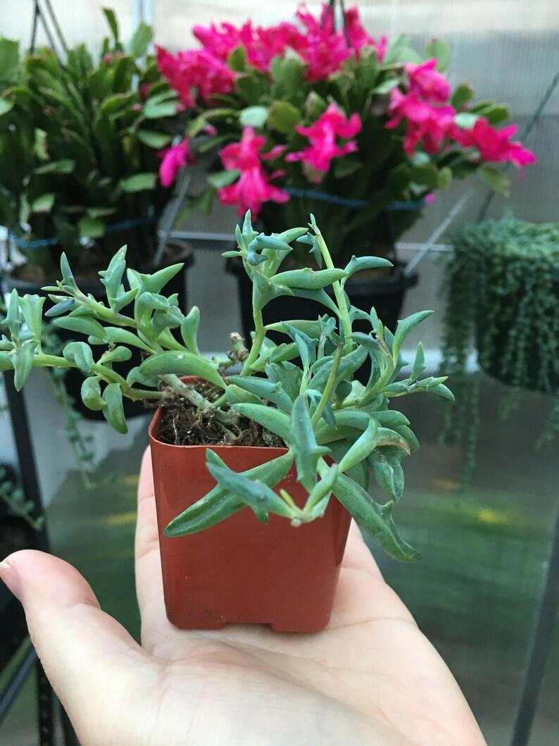 Succulent String Of Dolphins - View 7 from www redcrocus com