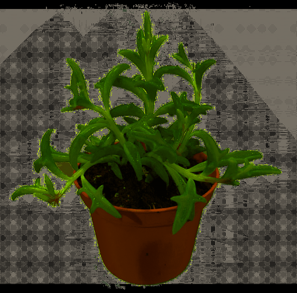 Succulent String Of Dolphins - View 9 from www redcrocus com