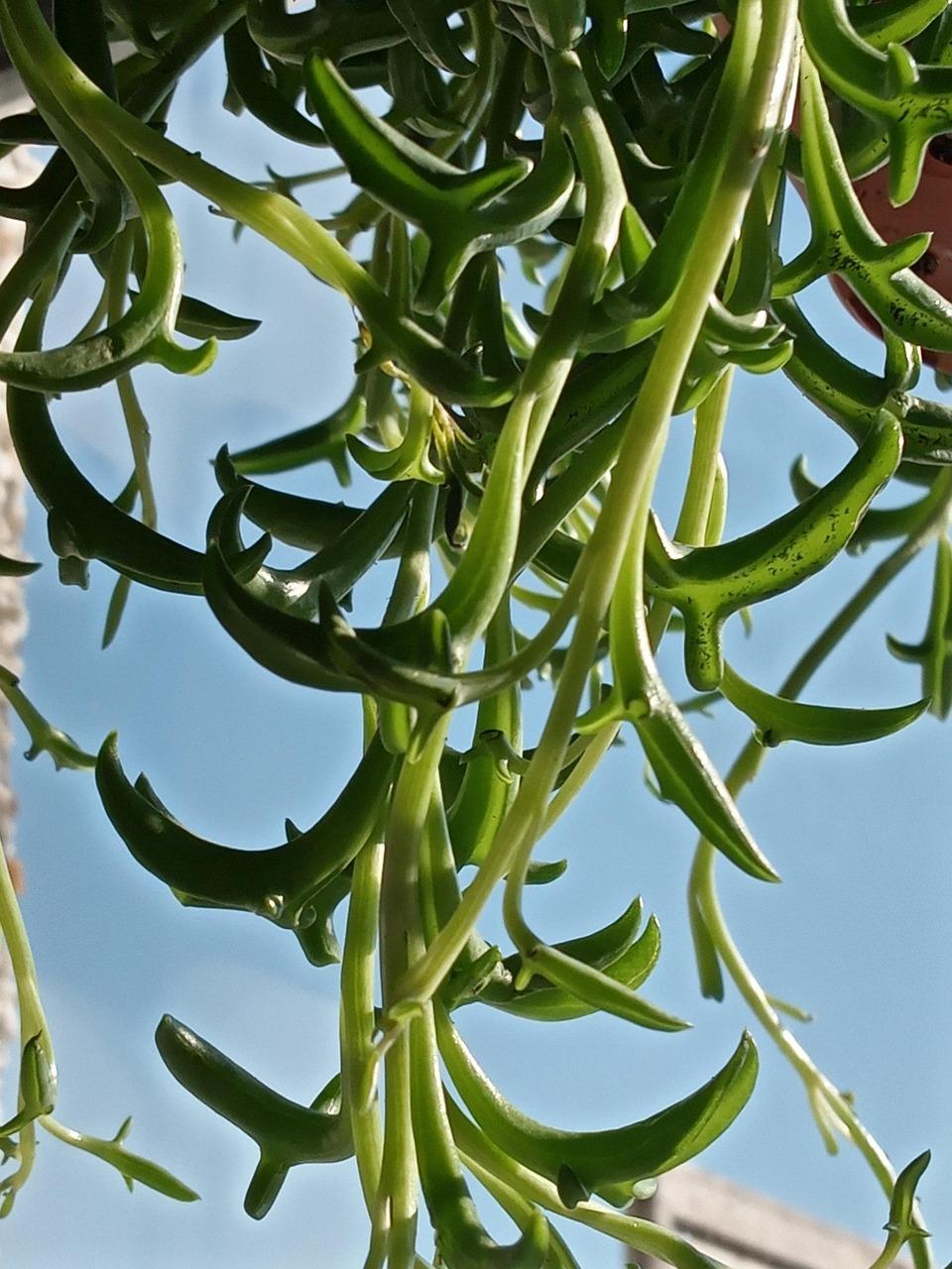 Succulent String Of Dolphins - View 9 from www redcrocus com