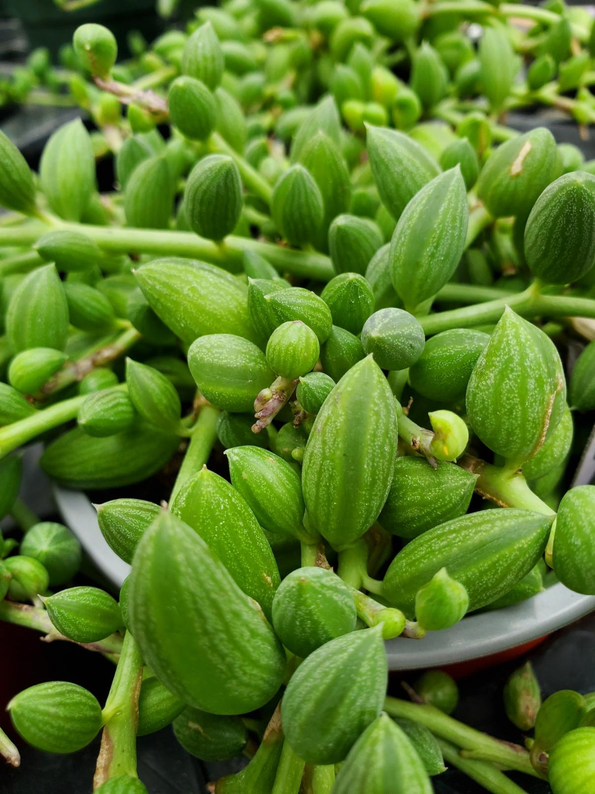 Succulent, 'string Of Watermelons' - View 10 from www redcrocus com