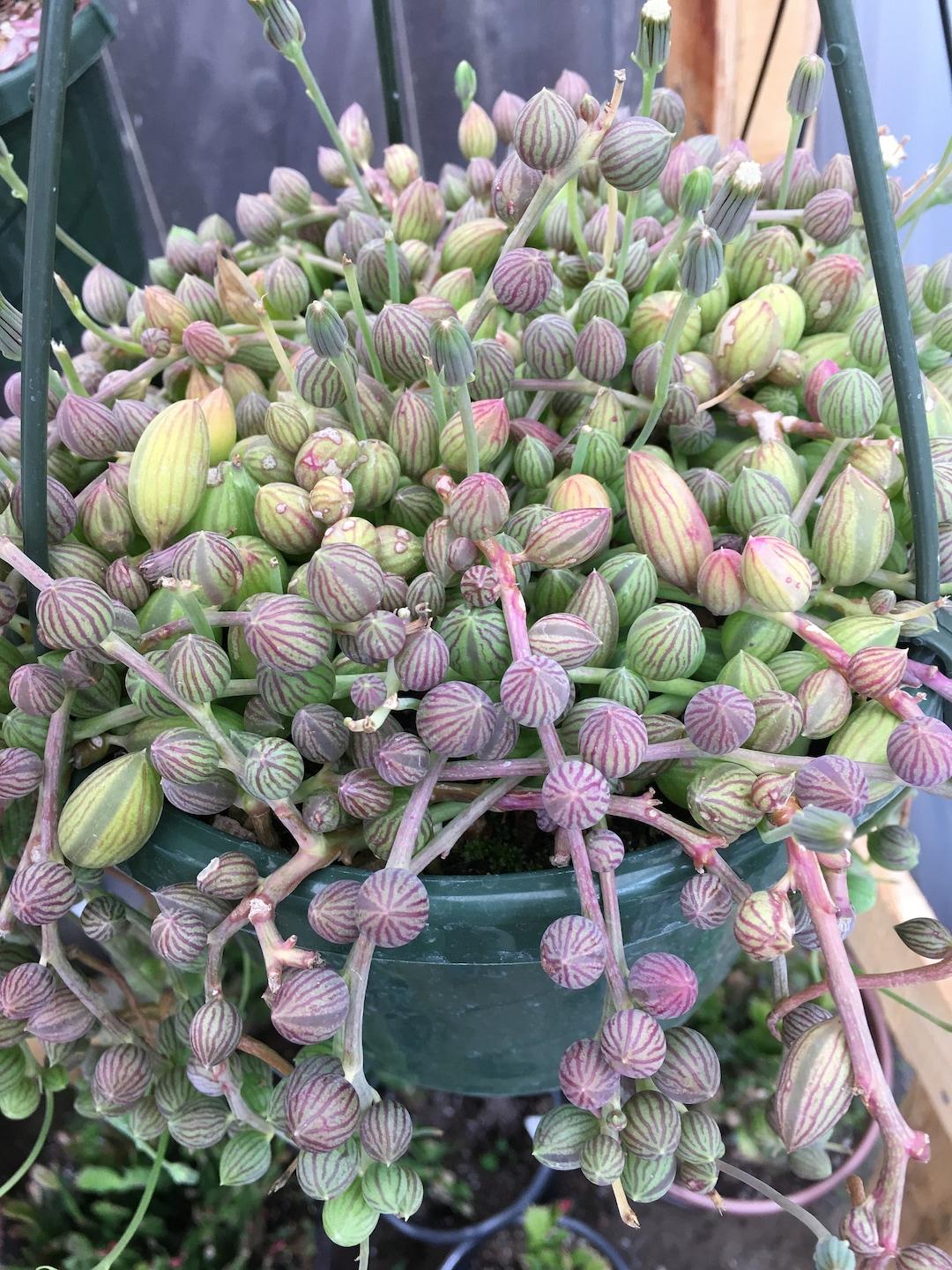 Succulent, 'string Of Watermelons' - View 11 from www redcrocus com