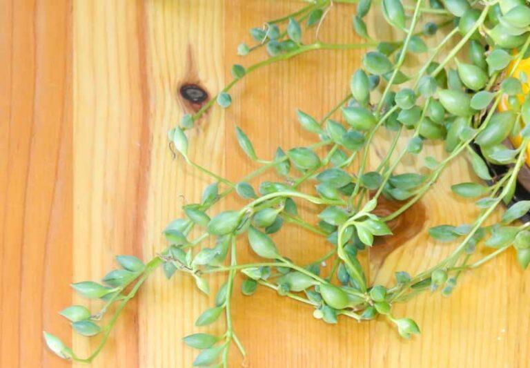 Succulent, 'string Of Watermelons' - View 13 from www redcrocus com