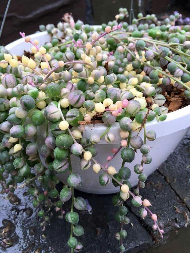 Succulent, 'string Of Watermelons' - View 15 from www redcrocus com