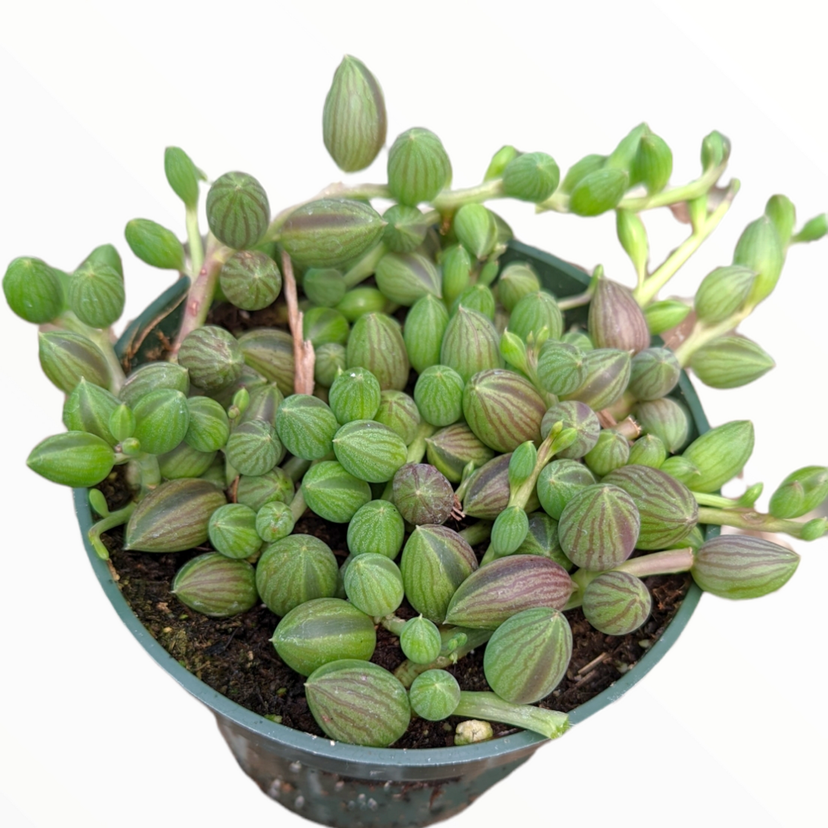 Succulent, 'string Of Watermelons' - View 16 from www redcrocus com