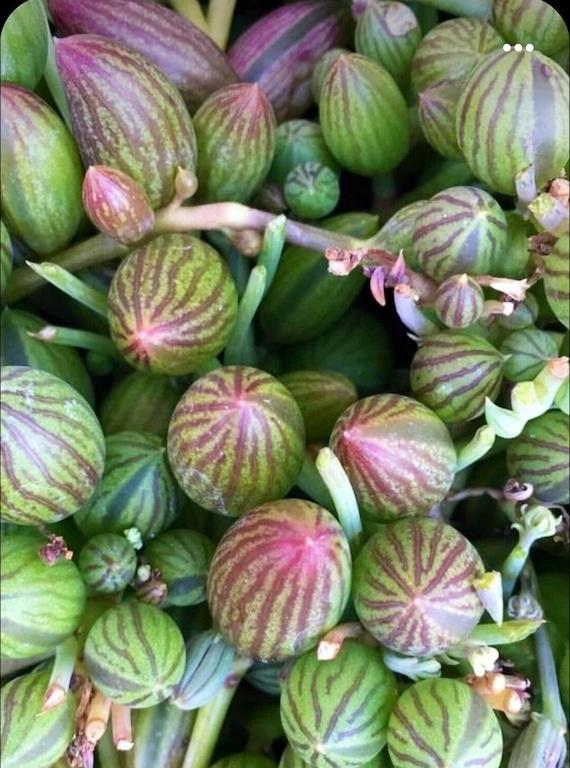 Succulent, 'string Of Watermelons' - View 17 from www redcrocus com