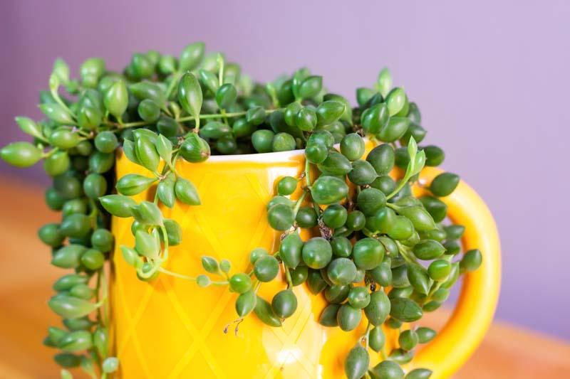 Succulent, 'string Of Watermelons' - View 18 from www redcrocus com