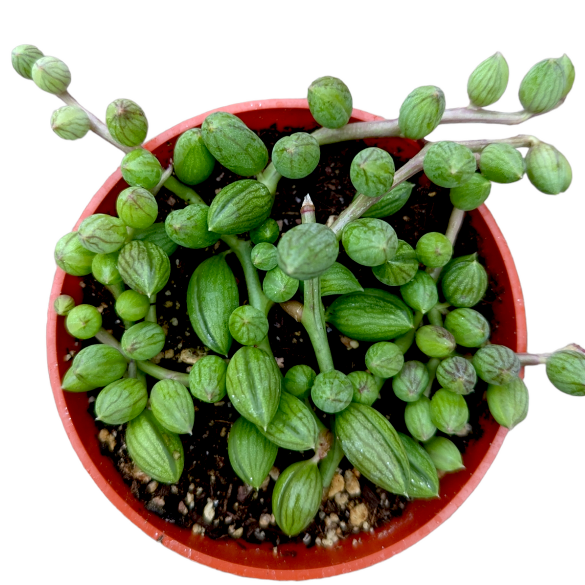 Succulent, 'string Of Watermelons' - View 19 from www redcrocus com