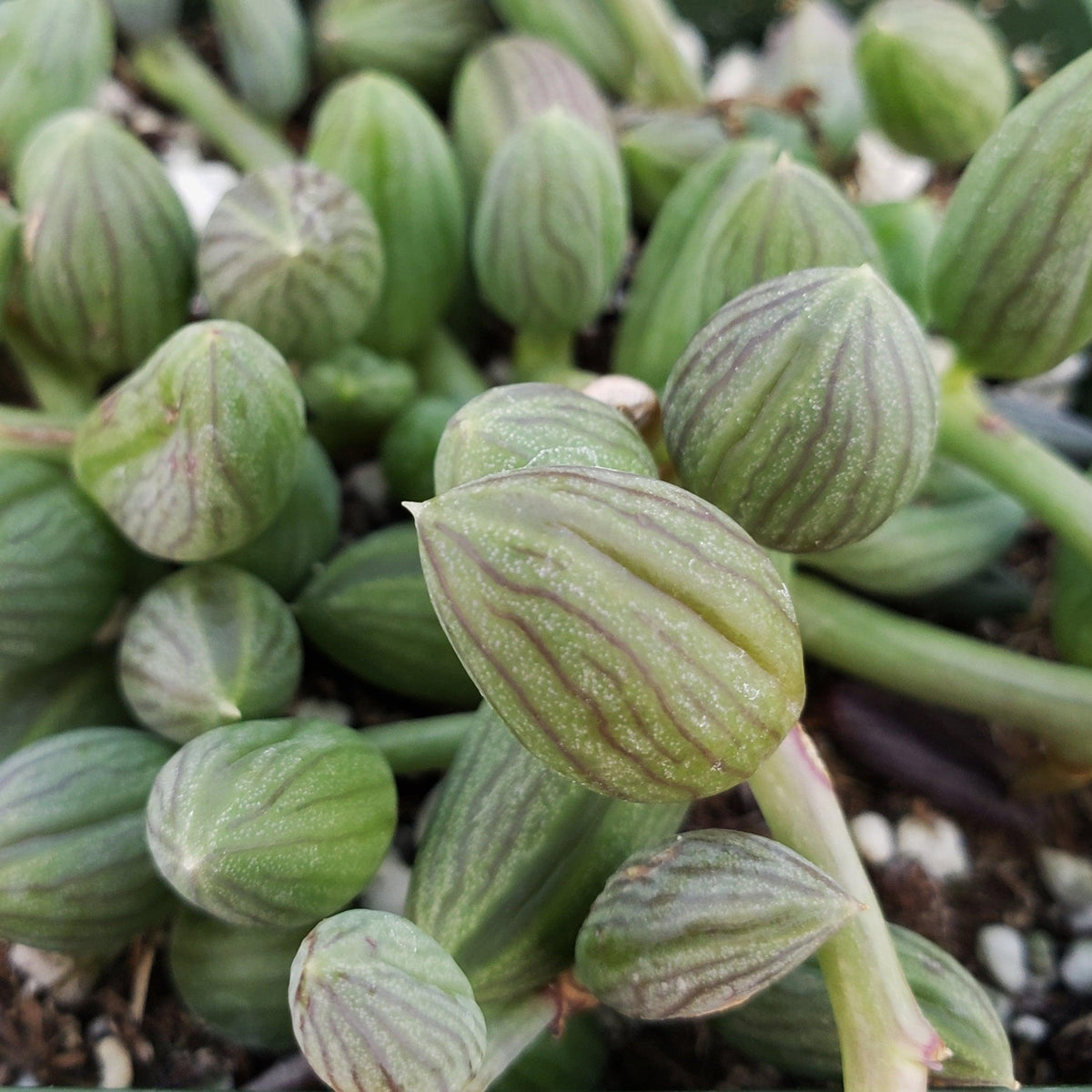 Succulent, 'string Of Watermelons' - View 1 from www redcrocus com