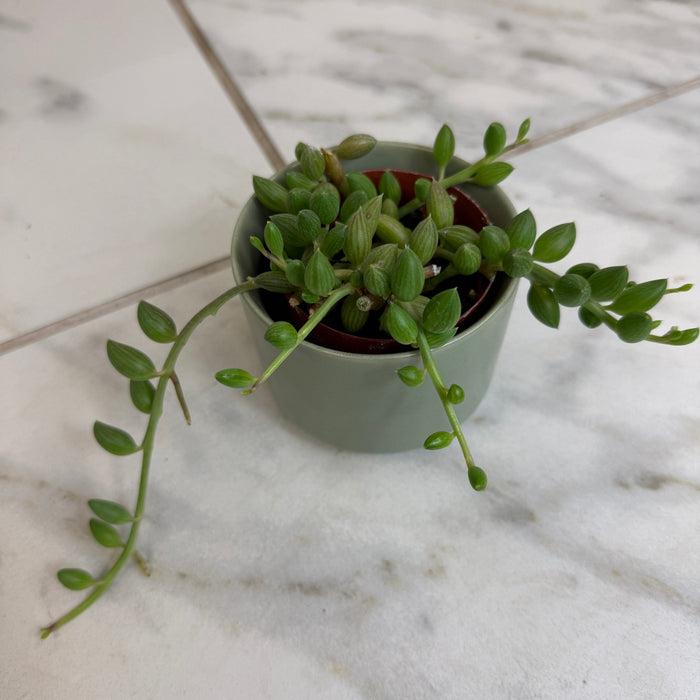 Succulent, 'string Of Watermelons' - View 21 from www redcrocus com