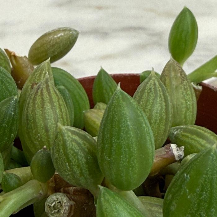 Succulent, 'string Of Watermelons' - View 22 from www redcrocus com