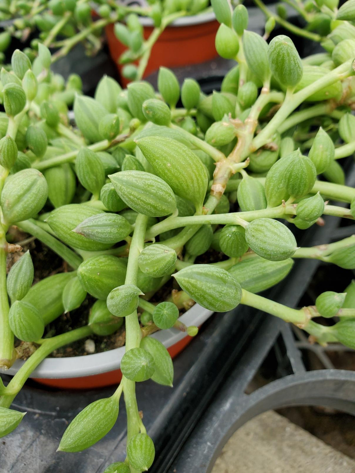 Succulent, 'string Of Watermelons' - View 24 from www redcrocus com