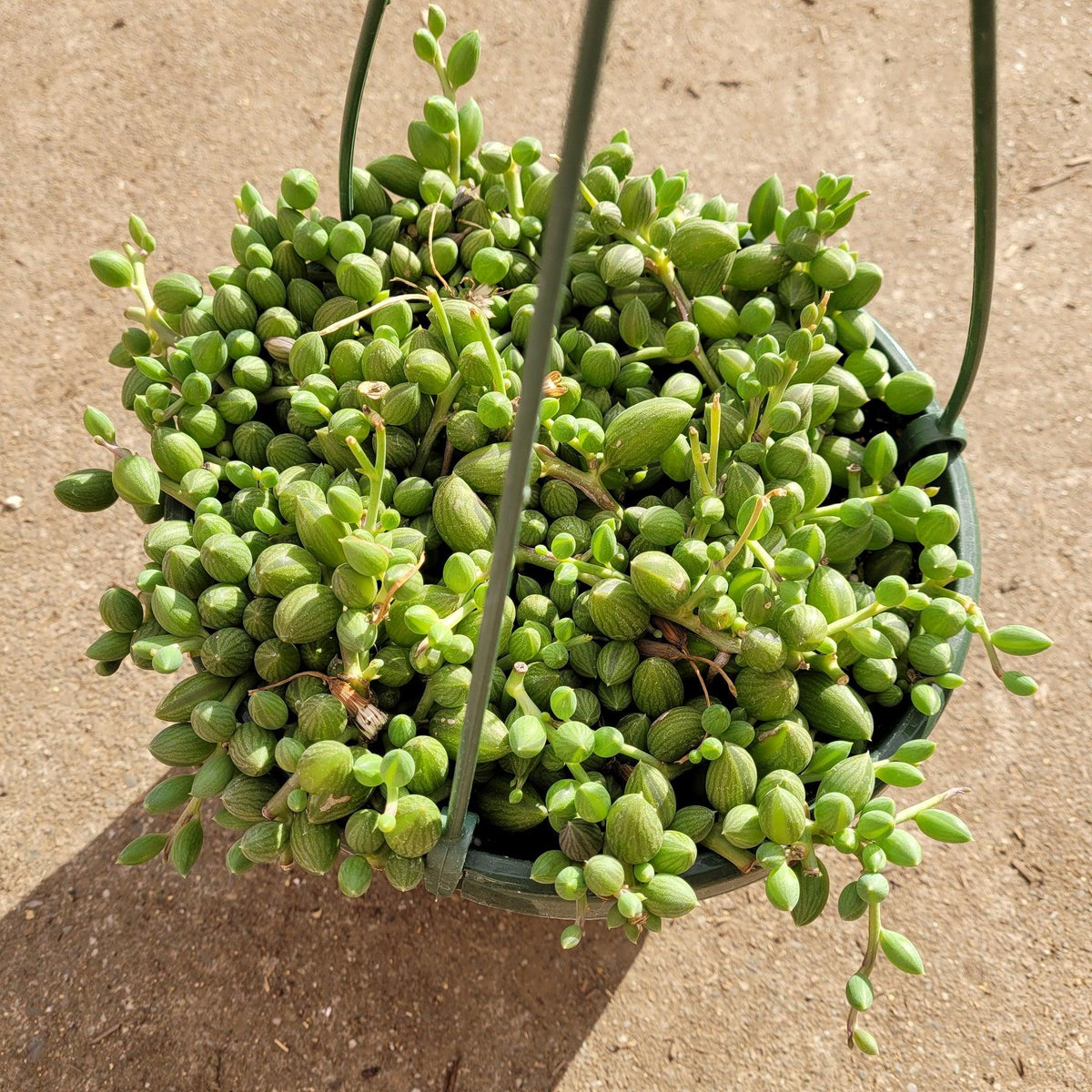 Succulent, 'string Of Watermelons' - View 25 from www redcrocus com