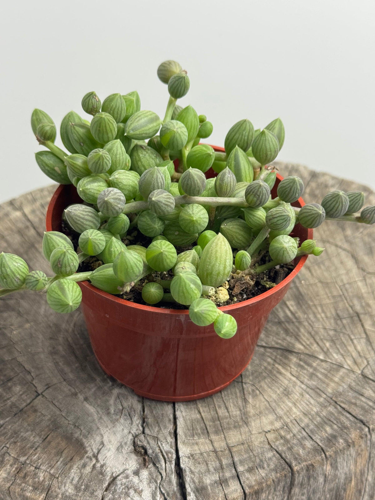 Succulent, 'string Of Watermelons' - View 26 from www redcrocus com