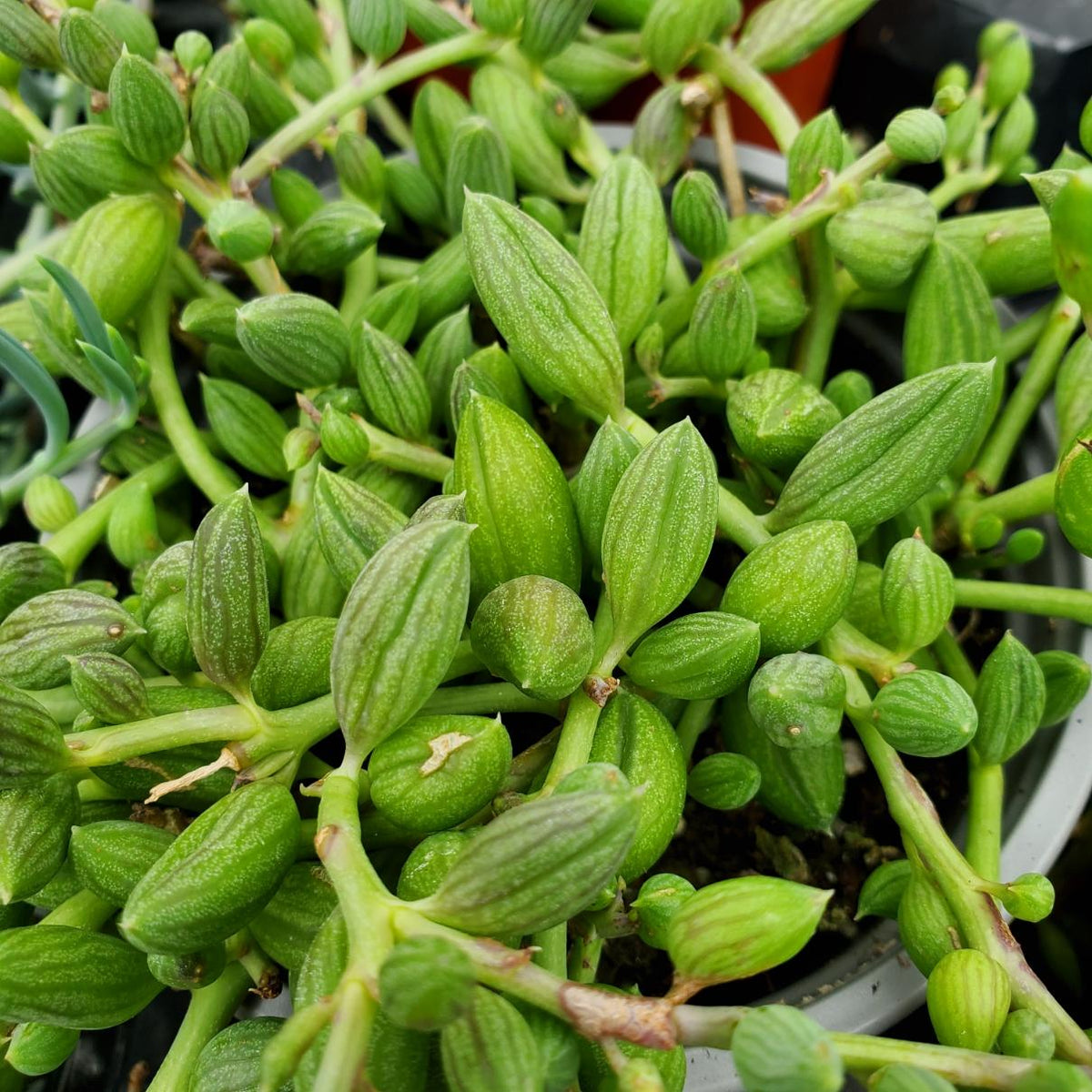 Succulent, 'string Of Watermelons' - View 27 from www redcrocus com