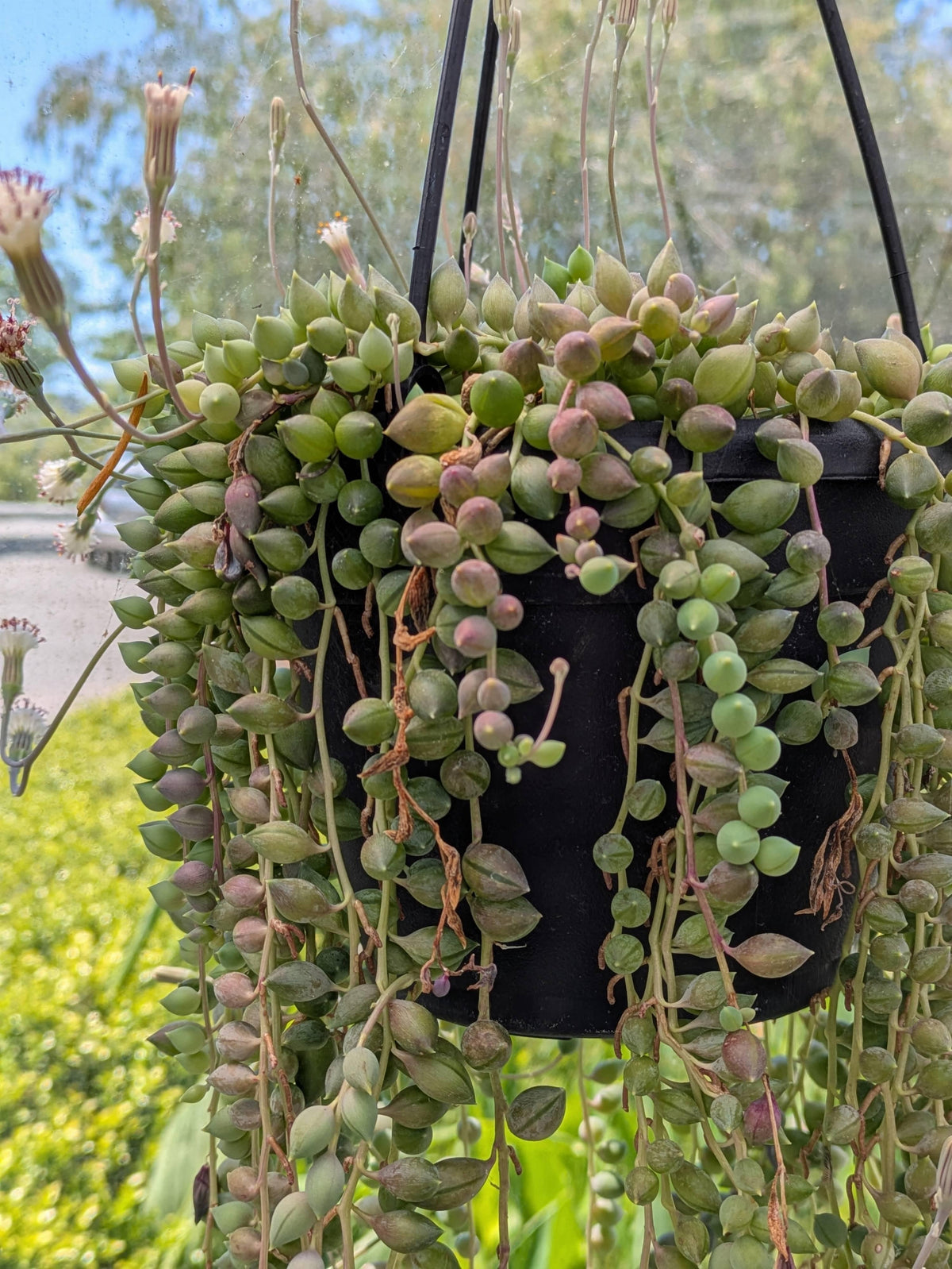 Succulent, 'string Of Watermelons' - View 28 from www redcrocus com