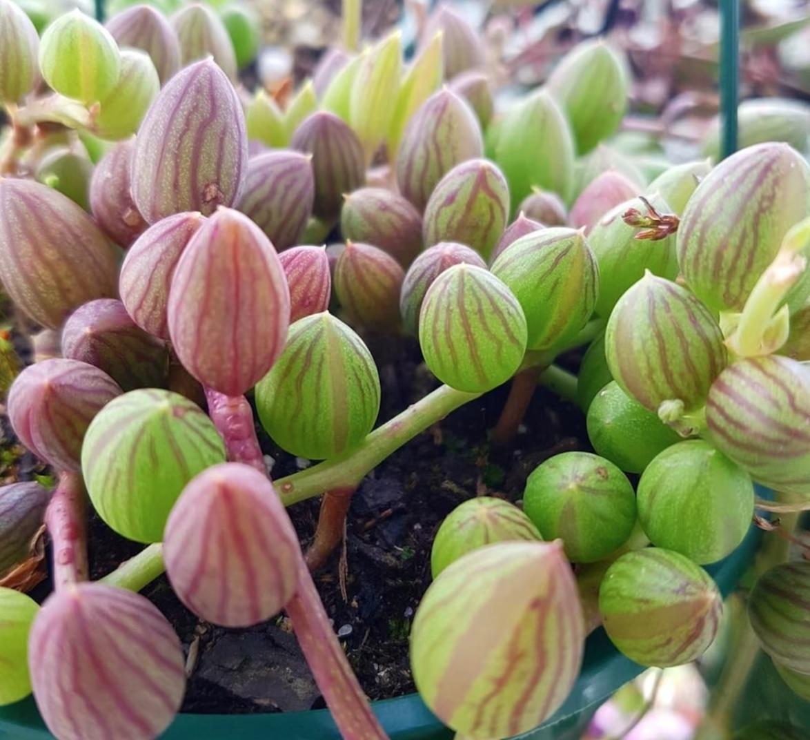 Succulent, 'string Of Watermelons' - View 2 from www redcrocus com