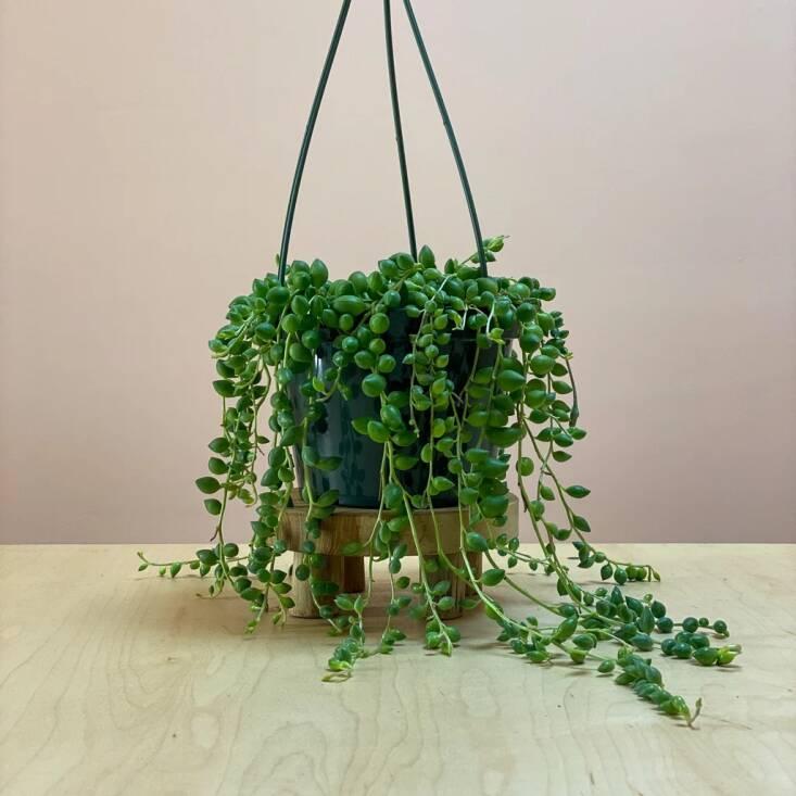 Succulent, 'string Of Watermelons' - View 3 from www redcrocus com