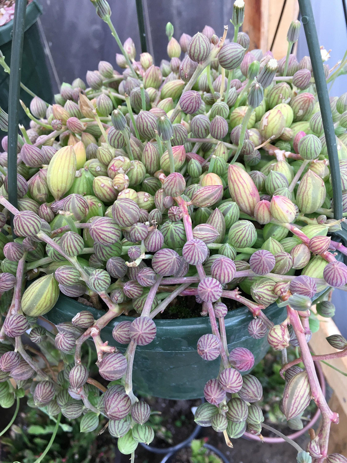 Succulent, 'string Of Watermelons' - View 4 from www redcrocus com