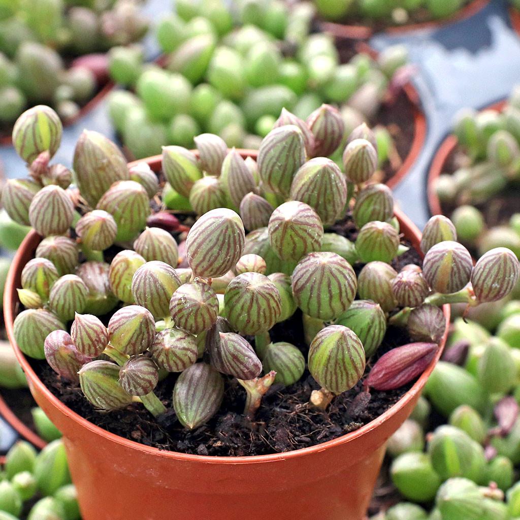 Succulent, 'string Of Watermelons' - View 5 from www redcrocus com
