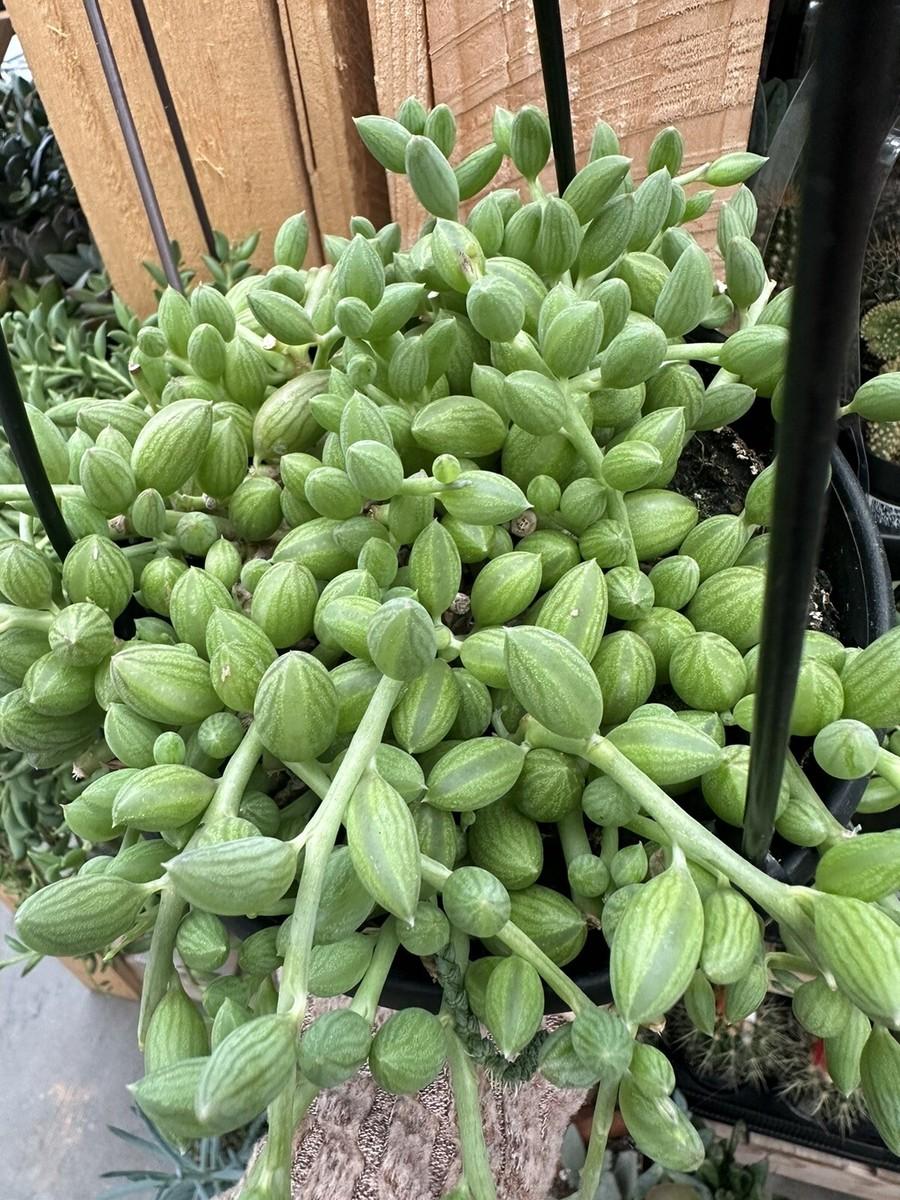 Succulent, 'string Of Watermelons' - View 6 from www redcrocus com