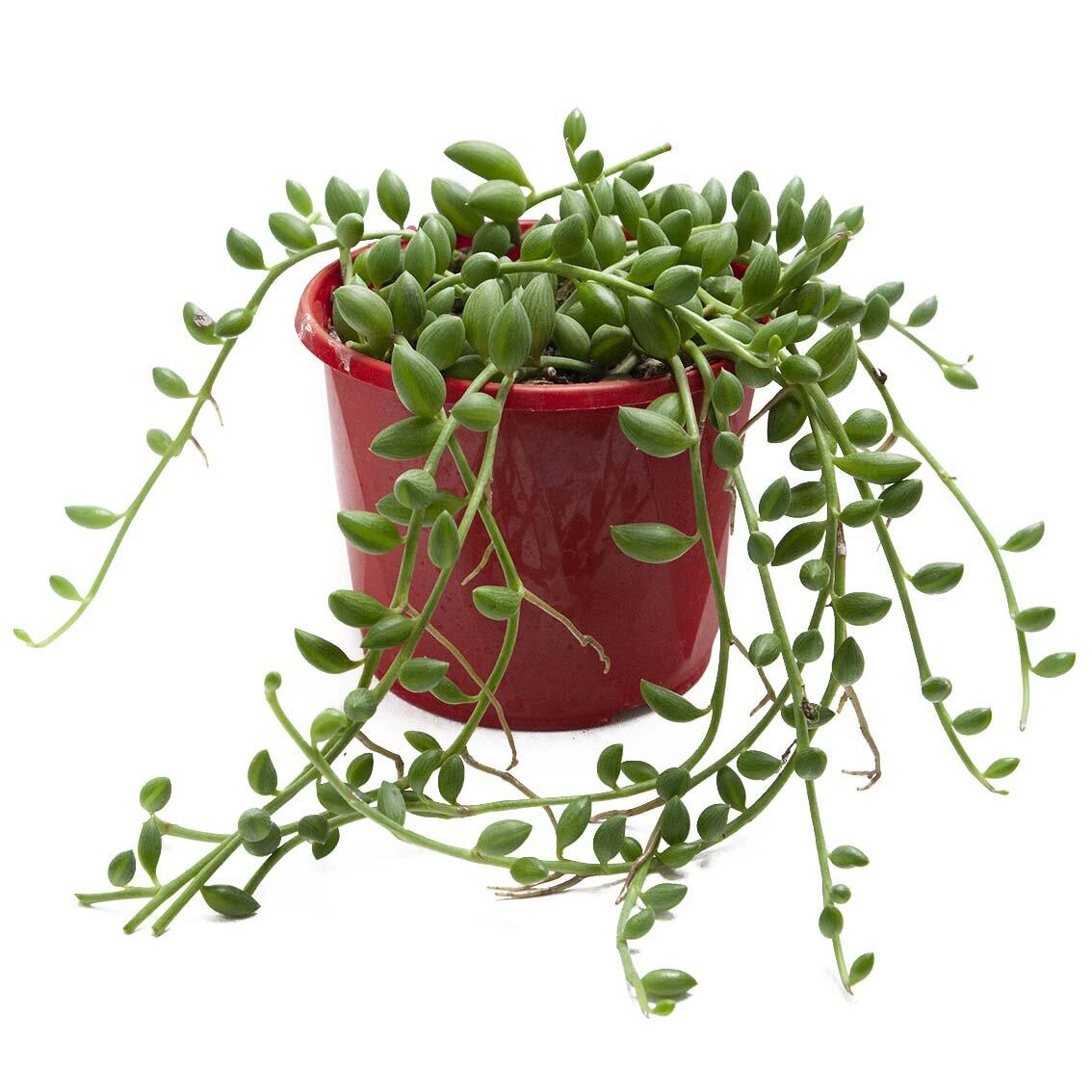 Succulent, 'string Of Watermelons' - View 8 from www redcrocus com