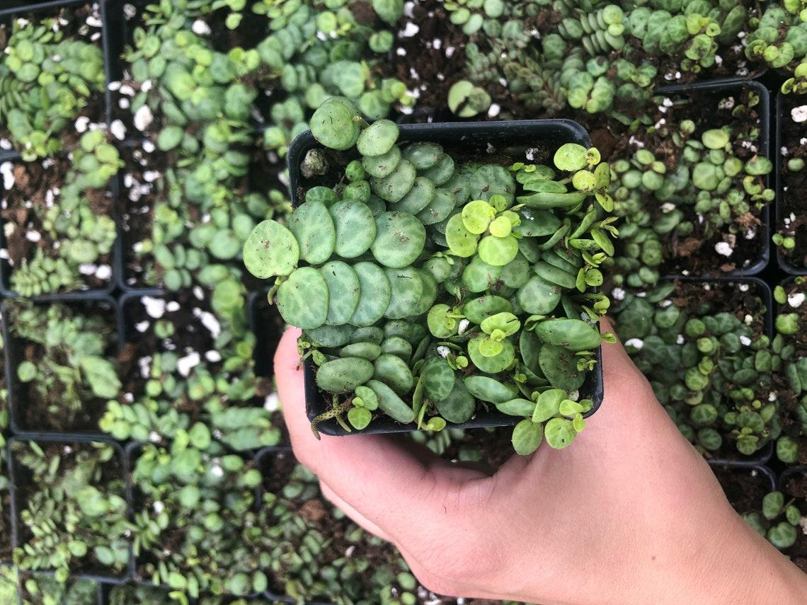 Succulent String Of Turtles - View 10 from www redcrocus com