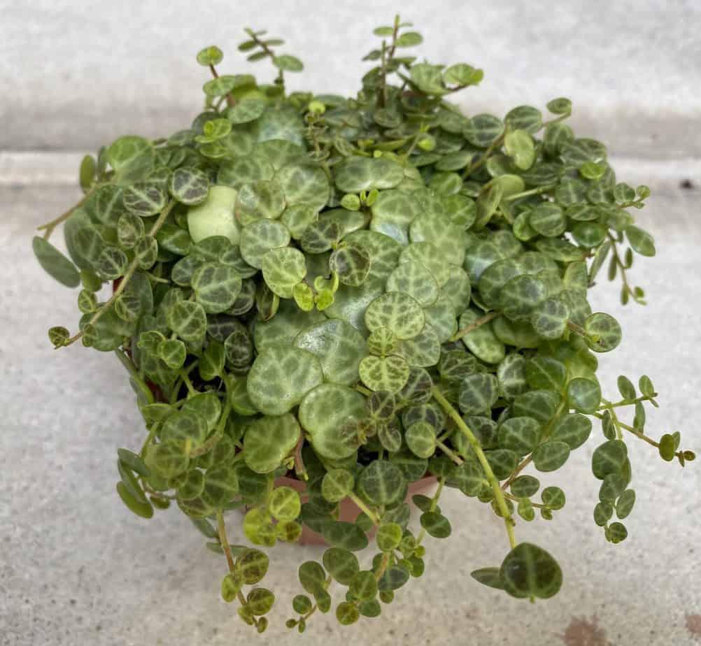 Succulent String Of Turtles - View 11 from www redcrocus com