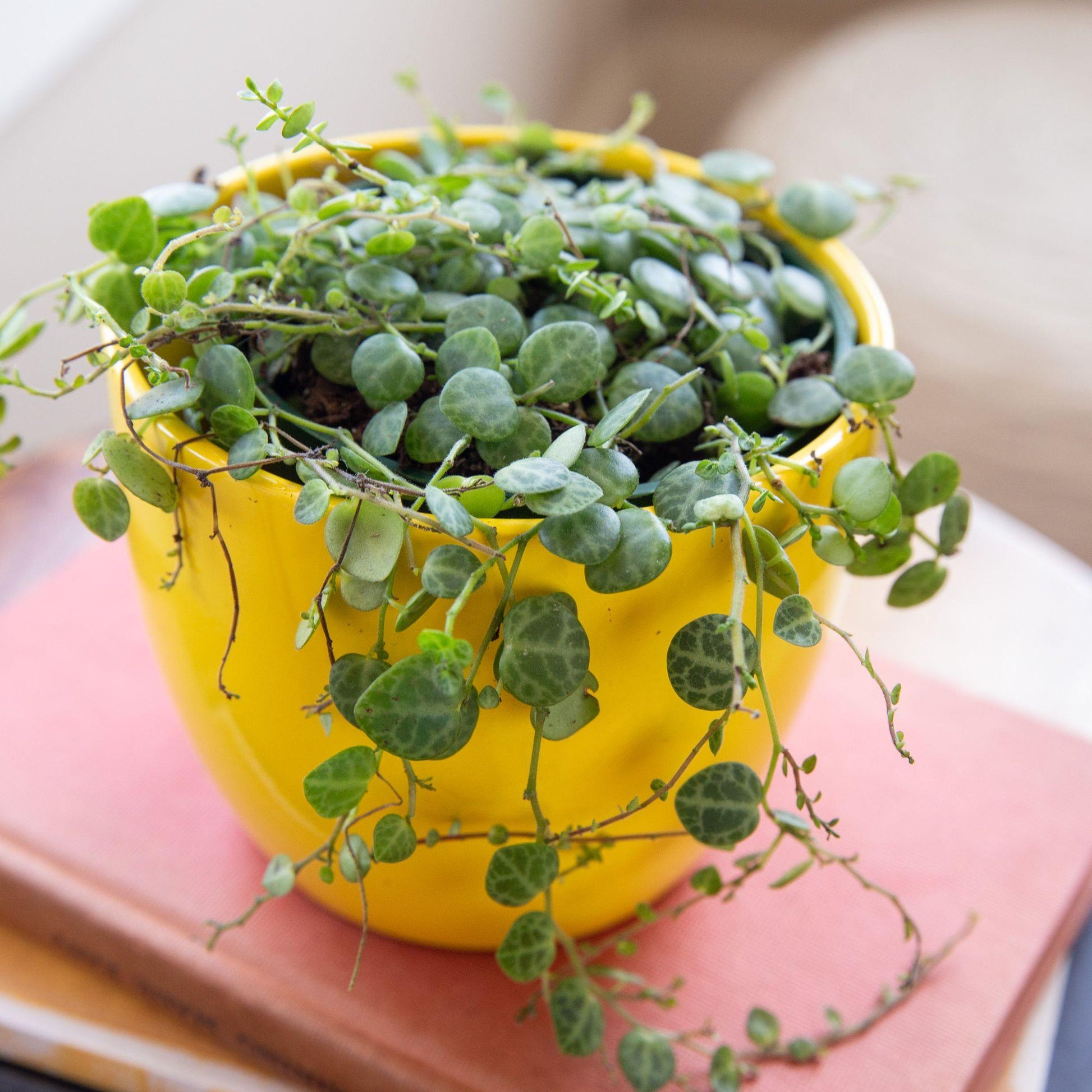 Succulent String Of Turtles - View 14 from www redcrocus com