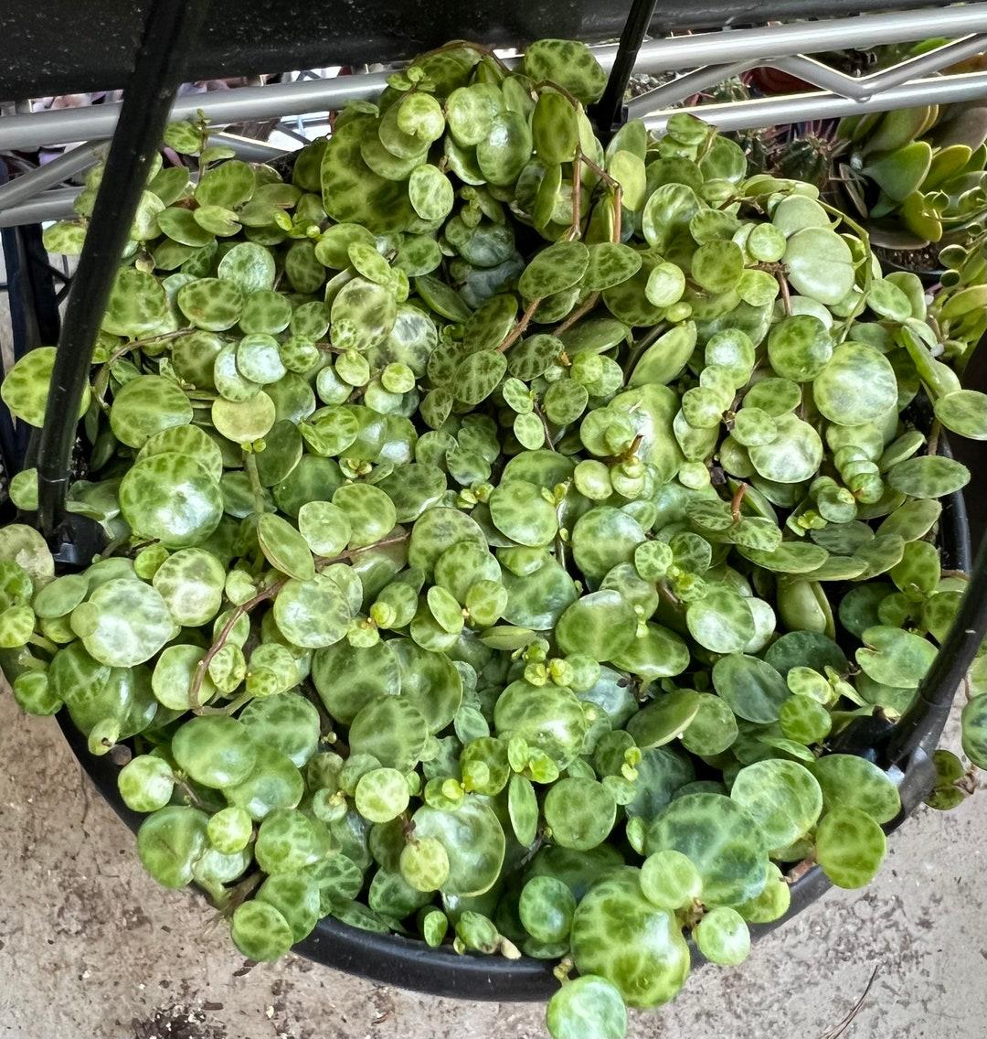 Succulent String Of Turtles - View 15 from www redcrocus com