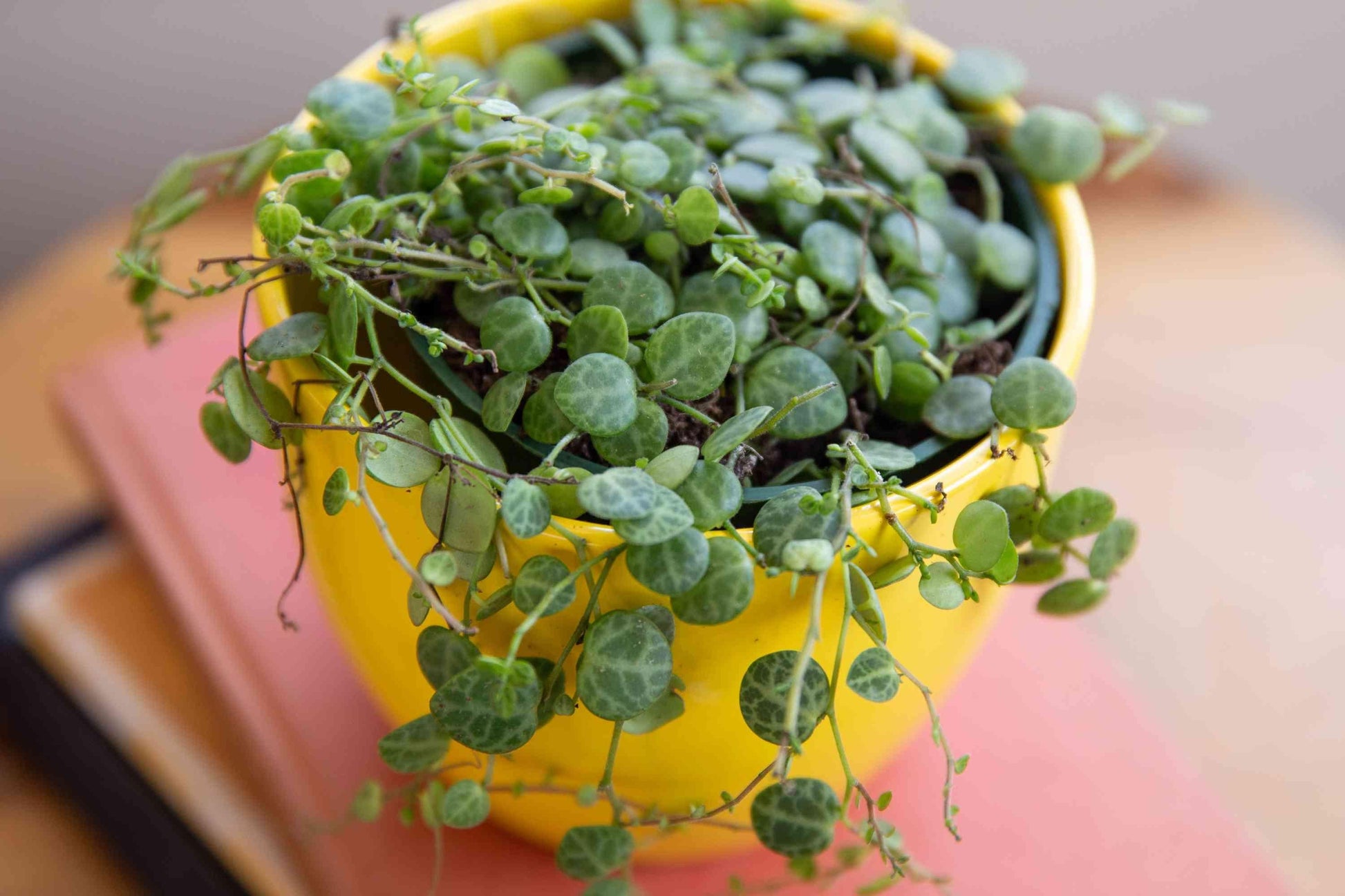 Succulent String Of Turtles - View 16 from www redcrocus com