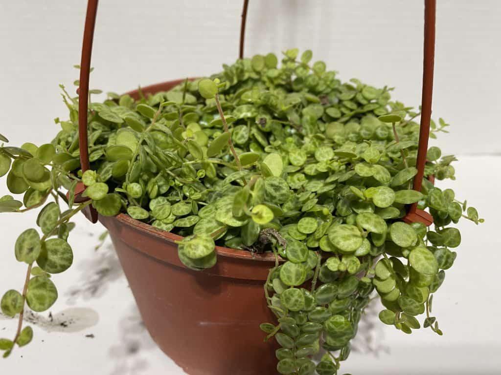 Succulent String Of Turtles - View 18 from www redcrocus com